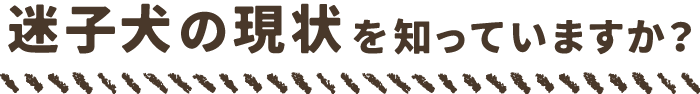 迷子犬の現状を知っていますか