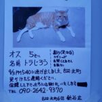 トラじろう君（猫）オス、5歳を探しています。