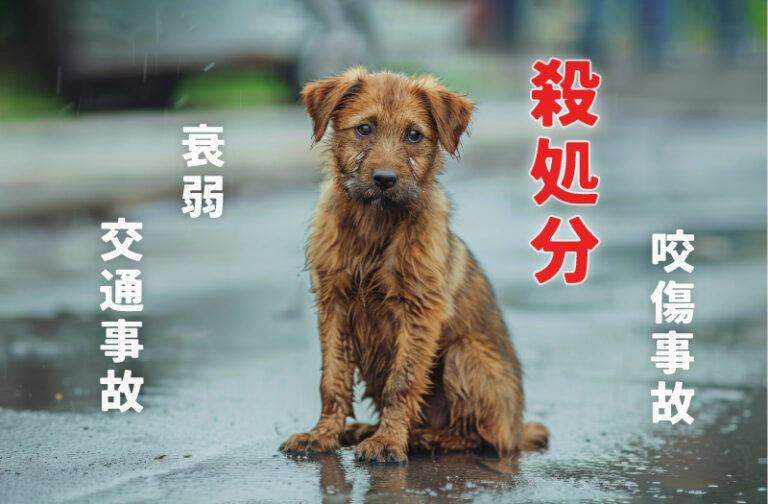 迷子犬の現状イメージ画像